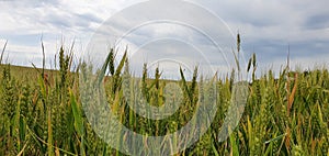 A big field of wheat