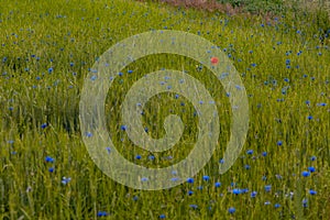 Big field of wheat with tiny blue flowers and one red poppy flower