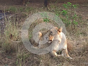 Big fimale lion lying on the grass in gir forest gujrat india