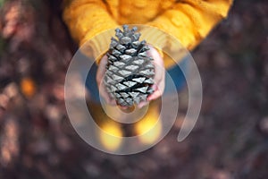 Big fir cone or pinecone from forest in the hands of a little girl, color autumn season