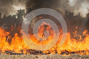 Big fire on agricultural land near forest