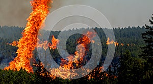 big fire in the middle of the leafy forest with high flames and black smoke