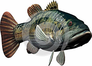 Big fish photo