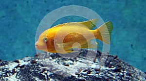 Big fish in aquarium at ocean, sea alt creature