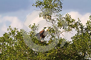 Big fish eagle on a tree. Grumeri river, Serengeti, Tanzania