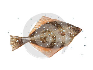 Big fish flounder