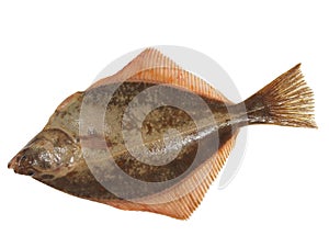 Big fish flounder