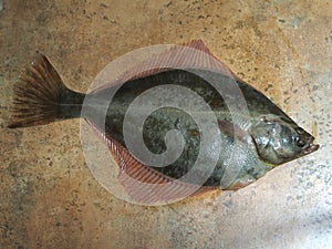 Big fish flounder