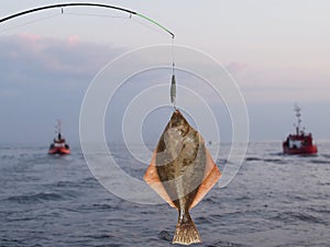 Big fish flounder