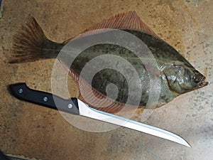 Big fish flounder