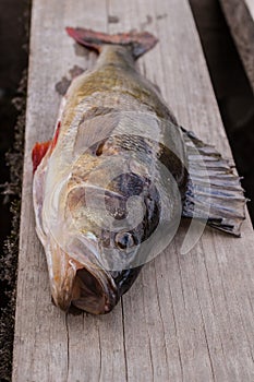 Big fish (Perch) freshly caught on a wooden board