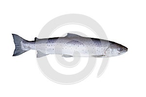 Big fish salmon isolated white