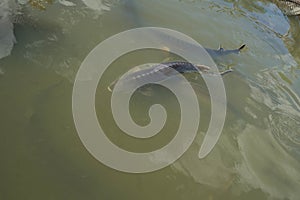 Big fish sturgeon swims in water