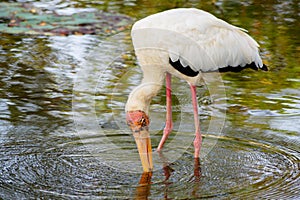 A big fish swimming try to catch by the big bird