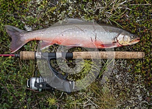 Big fish trophy Arctic char or charr, Salvelinus alpinus is lying on the green vegetation next to the fly fishing rod