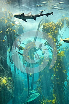 Big fish in underwater kelp forest