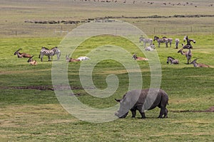 Big FIVE Black rhino without horn Kruger Nationalpark South Africa