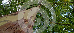 Big, flaky plane tree trunk shot in strong perspective