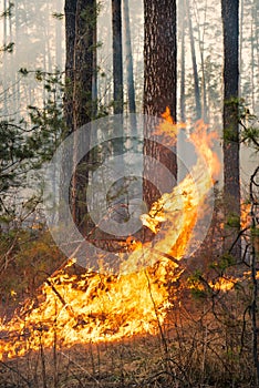 Big flame on forest fire
