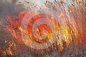 Big flames on field during fire. Accidental disaster