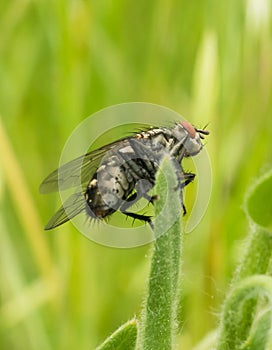 Big Flesh Fly on hairy plant leaf