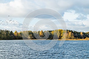 A big flock of barnacle gooses is flying above the river Kymijoki. Birds are preparing to migrate south