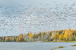 A big flock of barnacle gooses is flying above the river Kymijoki. Birds are preparing to migrate south