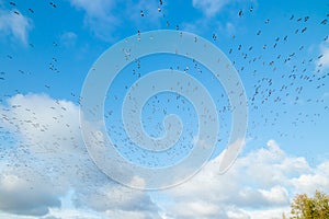 A big flock of barnacle gooses is flying on a blue sky background. Birds are preparing to migrate south