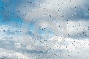 A big flock of barnacle gooses is flying on a blue sky background. Birds are preparing to migrate south