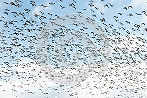 A big flock of barnacle gooses is flying on a blue sky background. Birds are preparing to migrate south