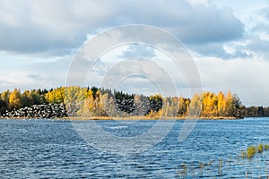 A big flock of barnacle gooses is taking off from the river Kymijoki. Birds are preparing to migrate south