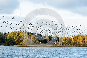 A big flock of barnacle gooses is taking off from the river Kymijoki. Birds are preparing to migrate south