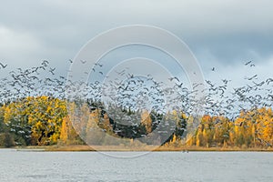 A big flock of barnacle gooses is taking off from the river Kymijoki. Birds are preparing to migrate south