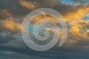 A big flock of black birds on the blue sky with yellow clouds background at the sunset