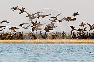 Big flock of commom cormorants