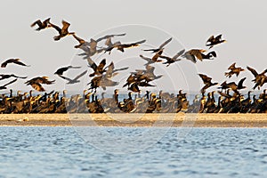 Big flock of commom cormorants photo