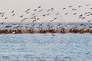 Big flock of commom cormorants sits on the ground and take of.