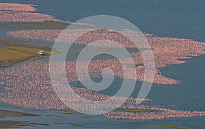 Big flock of flamingos on the lake. Taking pictures with the bird's-eye view. Kenya. Africa. Nakuru National Park. Lake Bogoria Na