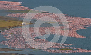 Big flock of flamingos on the lake. Taking pictures with the bird's-eye view. Kenya. Africa. Nakuru National Park. Lake Bogoria Na