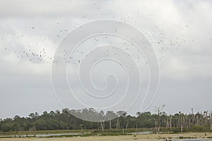 Big flock of glossy ibises soaring over Orlando Wetlands Park. photo