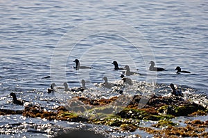 Big flock of Harlequin ducks Histrionicus histrionicus swimming on sea surface near the rocky coast. Wild diving ducks in natura