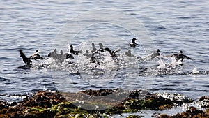 Big flock of Harlequin ducks Histrionicus histrionicus swimming on sea surface scare of something and flying away with splashes.