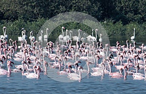 A big flock of lesser flamingo Phoeniconaias minor seen swimming in the wetlands near Airoli in New Bombay in Maharashtra