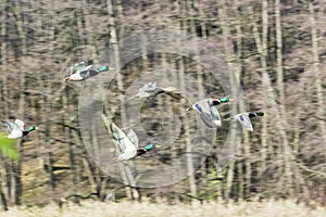 Big flock of mallard ducks