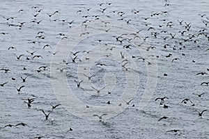 Big flock of Northern Fulmar Fulmarus glacialis birds in the Sea of Okhotsk, Kuril islands.