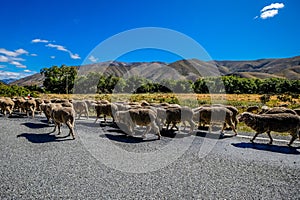 A big flock of sheep crossing the public road in New Zealand