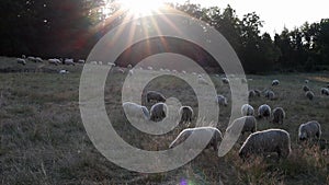 a big flock of sheep on a meadow in ther evening