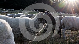 a big flock of sheep on a meadow in ther evening
