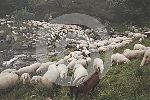 Big flock of sheeps crossing a river led by one goat