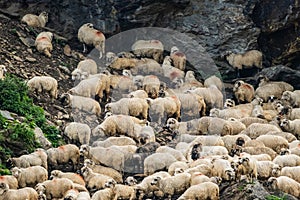 Many shheps in mountains